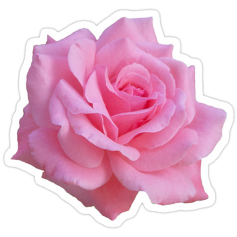 Pink Rose Stickers By Ghjura Redbubble