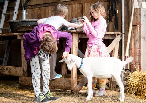 Descobreix La M Gica Granja Per A Infants Granja Aventura Park