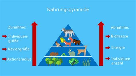 Nahrungspyramide Aufbau Typen Und Beispiel Wald Mit Video