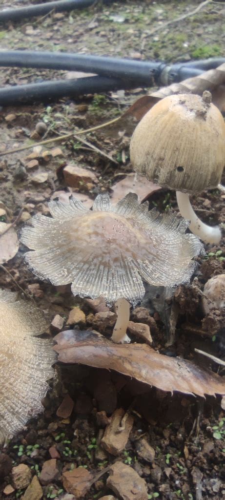 Coprinellus Sect Domestici From Fuenteheridos Huelva Espa A On