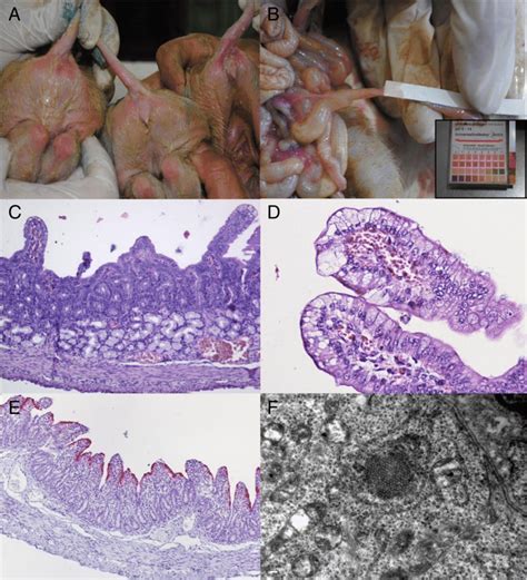 Gross And Histological Changes And Viral Detection In Neonatal Piglets