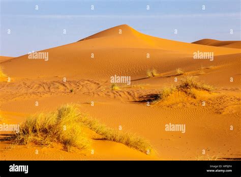 Sand dune vegetation hi-res stock photography and images - Alamy