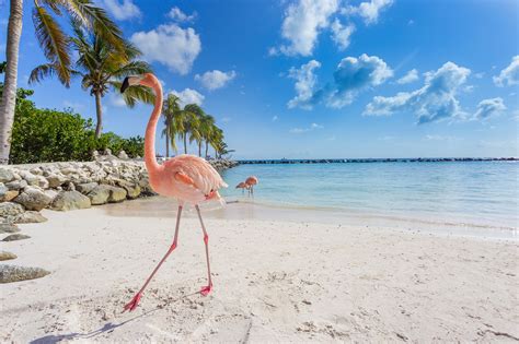 Los Mejores Lugares Del Caribe Para Viajar En Marzo Planifica Tu Viaje