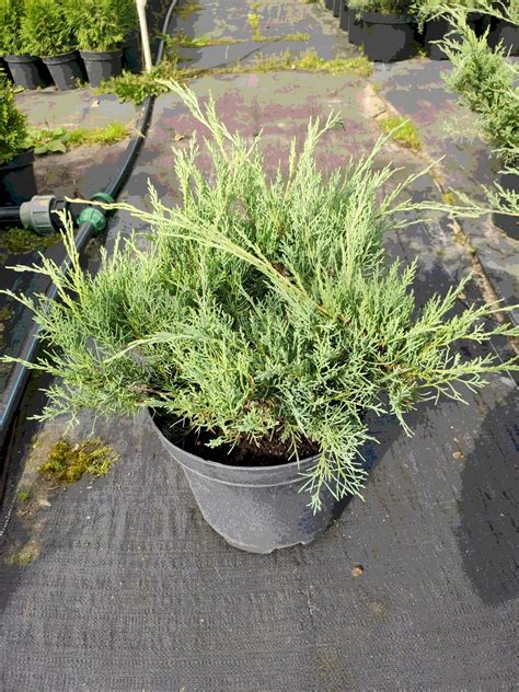 Ялівець віргінський "Грей Оул" : Osokor — Розсадник декоративних рослин