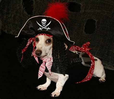 Pirate Dogs | Flickr Blog