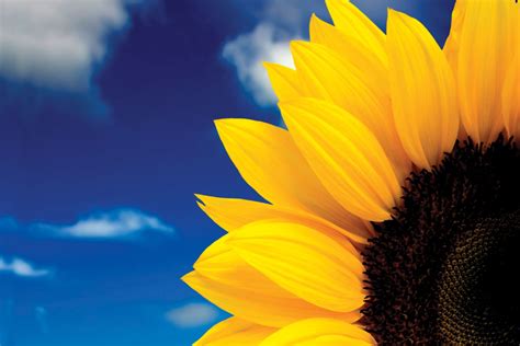 Sunflower Closeup – Print A Wallpaper