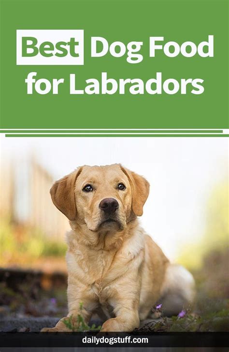 dog food  labradors daily dog stuff