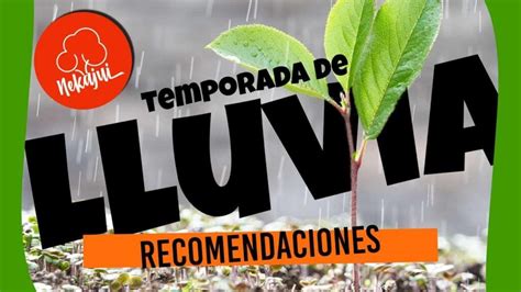 Convi Rtete En Un Experto Jardinero Consejos Para Proteger Tus Plantas