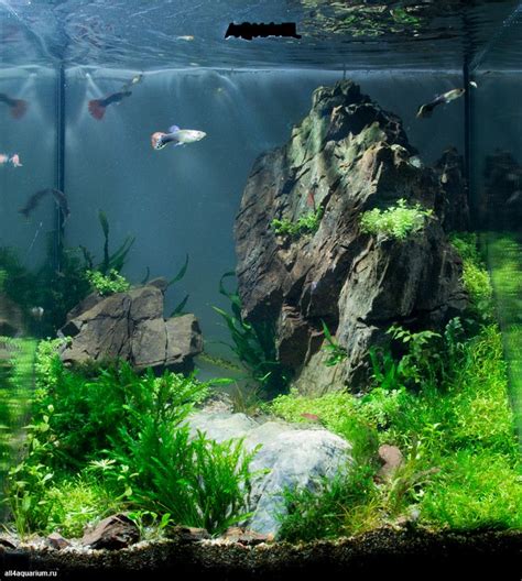 Freshwater Nano Aquarium 1000+ Aquarium Ideas