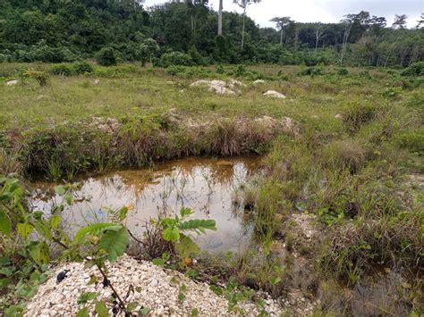 C Te Divoire Exasp R Es Par Lorpaillage Les Populations Tournent