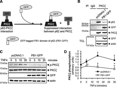 P Binding To Protein Kinase C Regulates Tumor Necrosis Factor