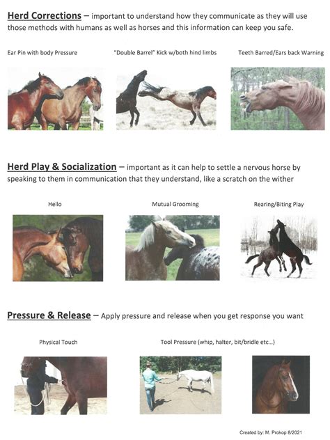 Horse Behavior Basics – Large Animal Clinical Skills