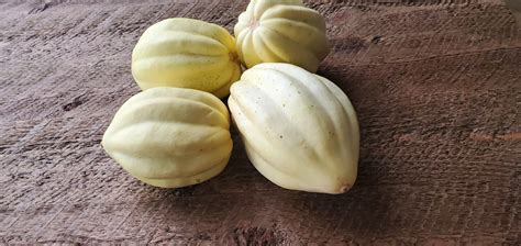 White Acorn Squash Seeds Cream Of The Crop White Acorn Ghost Acorn Non Gmo Winter Squash