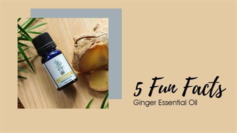 5 Fun Facts About Ginger Essential Oil Youtube