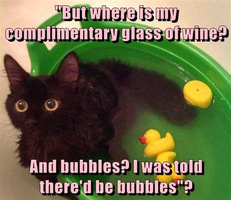 Lolcats - bubbles - LOL at Funny Cat Memes - Funny cat pictures with words on them - lol | cat ...