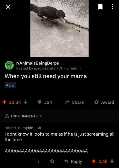 aaaaaaaaaaaaaaaa  bird raaaaaaaaaaaaaaaaa