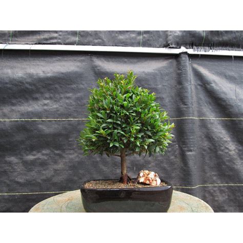 Large Flowering Brush Cherry Bonsai Tree