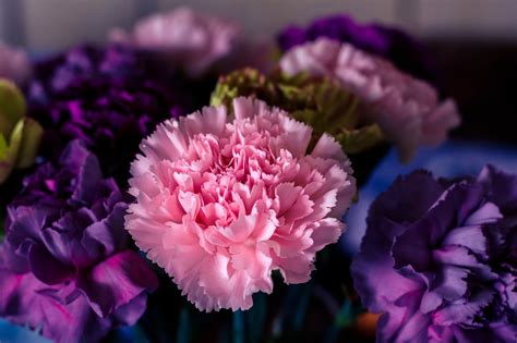 Blommor Nejlikor Bloom Nejlika Gratis foto på Pixabay Pixabay