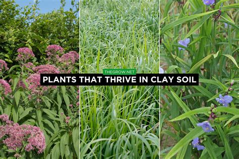 Plants That Thrive In Clay Soil Conditions Thegrow