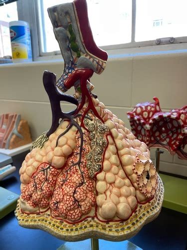 Pulmonary Lobule Model External Diagram Quizlet