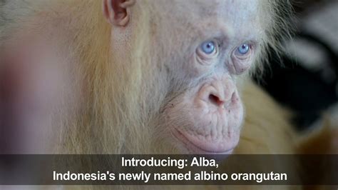 Albino Orangutan