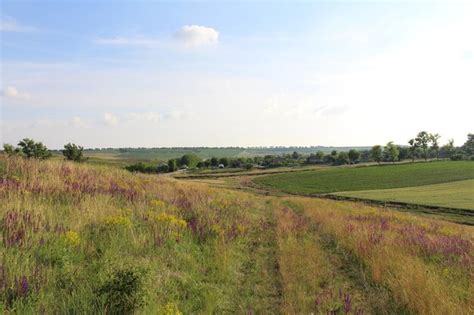 Premium Photo | A field of flowers and grass