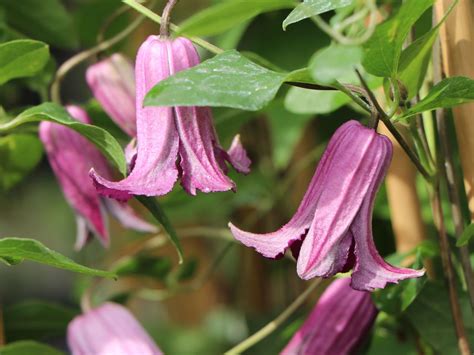 Clematis Texensis Rosie Belle Realmdrop Shop