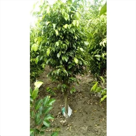 Green Black Ficus Plant At Best Price In Jyotiba Phule Nagar Sagar