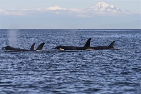 Historic Win for Orcas, Epic Fail for NOAA Fisheries Managers | Wild Orca