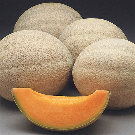 Athena Hybrid Cantaloupe Gurney S Seed Nursery Co