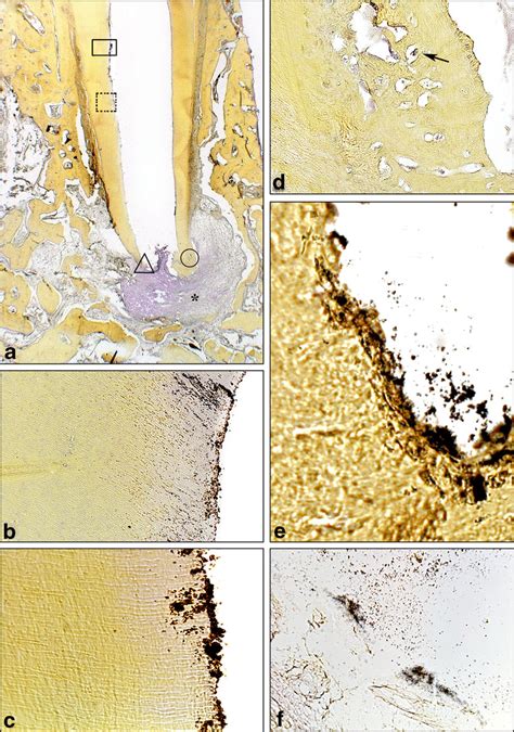 Composite Figure Of Photomicrographs Representative Of Histological