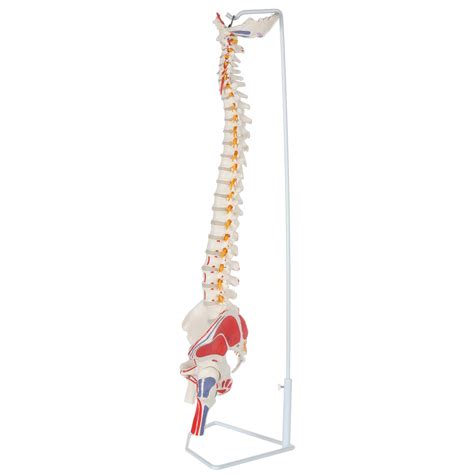 Buy Axis Scientific Painted Flexible Spine Model Life Size Spinal