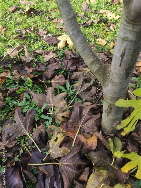 Au pied d un arbre tout son feuillage est tombé et un tapis de