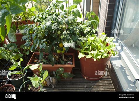 Balcony Garden Plants Stock Photo Alamy