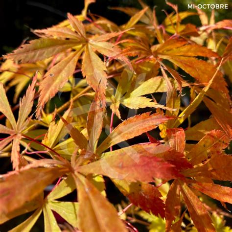 Acer palmatum Miya Érable du Japon Palmatia Plantes