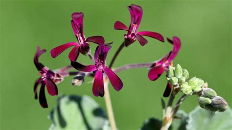 Alla Scoperta Dei Pelargonium Da Piante Ornamentali A Piante Medicinali