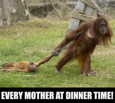 Dinner time! - Meme | Memes, Funny memes, Funny