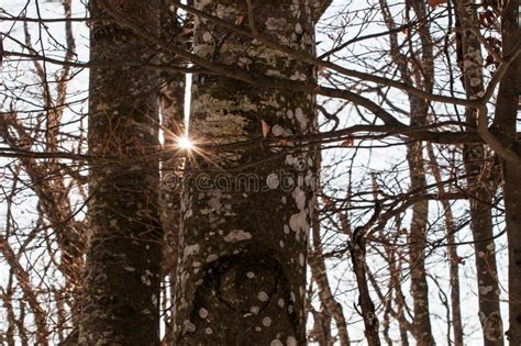 Naked Trees Covered With Lichen Stock Photo Image Of Nature Brown 112677274