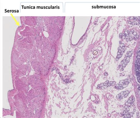 Muscle Nerve Arrangement Of Tubular Organs E1 Flashcards Quizlet