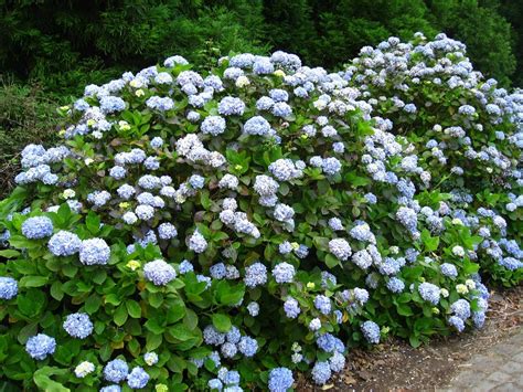 Hortensia Verplanten Zo Pak Je Dit Aan Tuintipsonline Nl