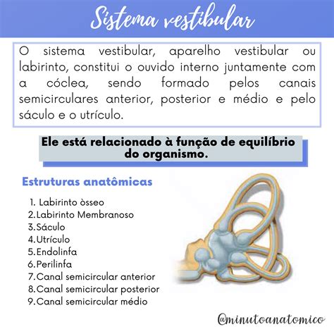 Minuto Anat Mico Sistema Vestibular Anatomia Fisioterapia