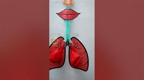 Working Model Of Respiratory System Working Model Of Lungs Lungs Working Model Youtube