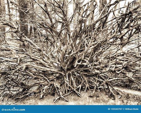 ancient cedar root system stock image image  root