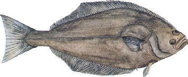 Atlantic halibut - Alchetron, The Free Social Encyclopedia