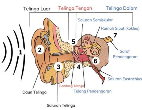 BAGIAN TELINGA DAN FUNGSINYA questions & answers for quizzes and ...