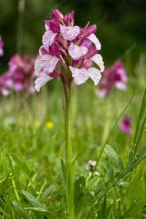 Butterfly Orchid Orchis Papilionacea Stock Image C