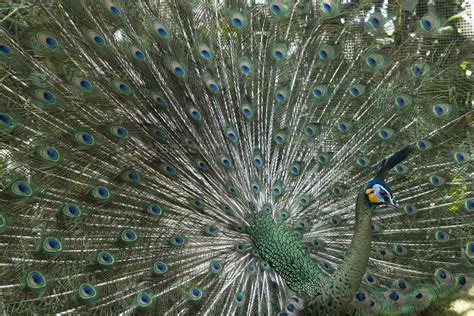 Java Green Peafowl Pavo Muticus Bali Bird Park Indonesia 35174594