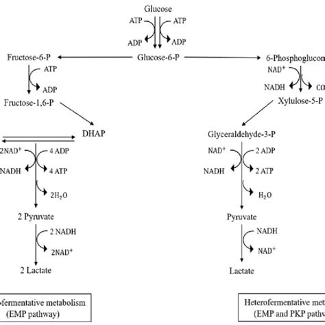 Metabolism For Lactic Acid Bacteria Homofermentative And Download Scientific Diagram