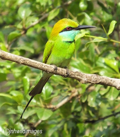 Little Green Bee Eater Jon Hardacre Nature Photography