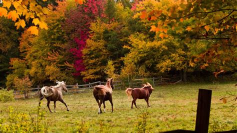 For the Love of Horses: Horses in Autumn